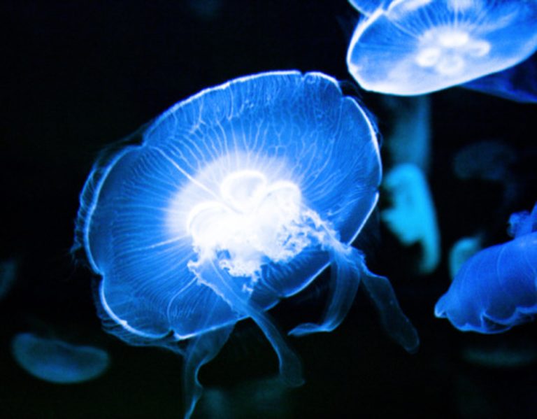 <h3>Comparison of Starfish and Jellyfish</h3>