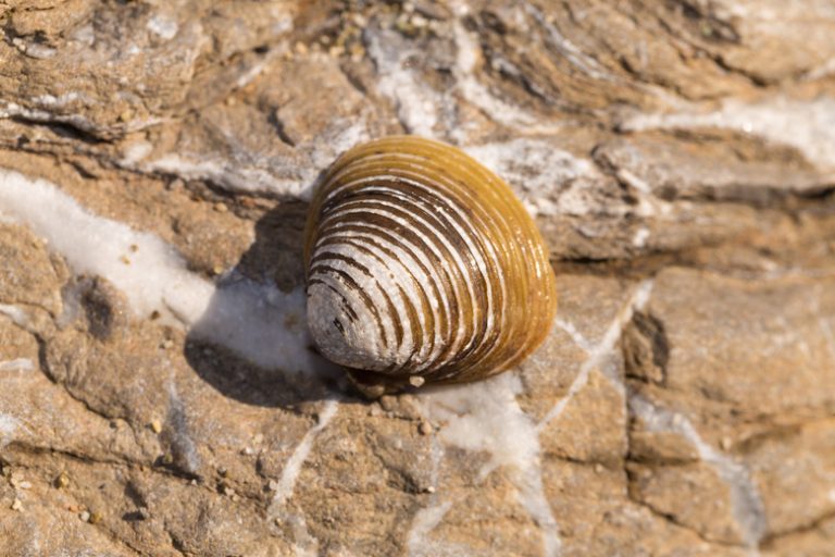 <h3>Understanding the Distinctions Between Clams and Scallops</h3>