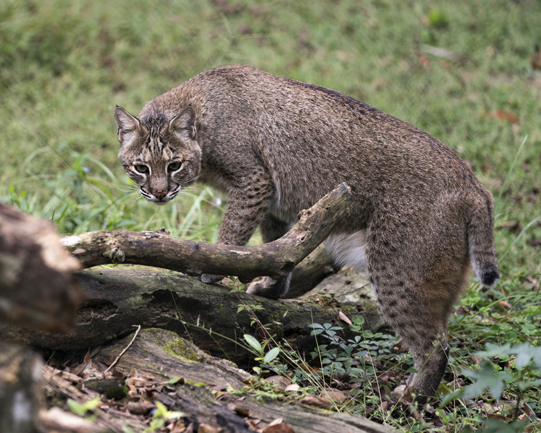 <h3>The Distinction Between Bobcat and Coyote Tracks</h3>