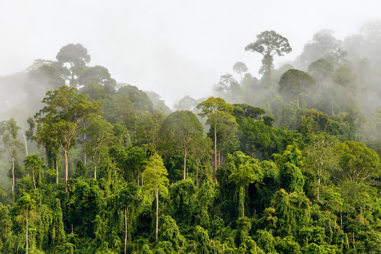 <h3>Understanding the Average Rainfall in Rainforests</h3>