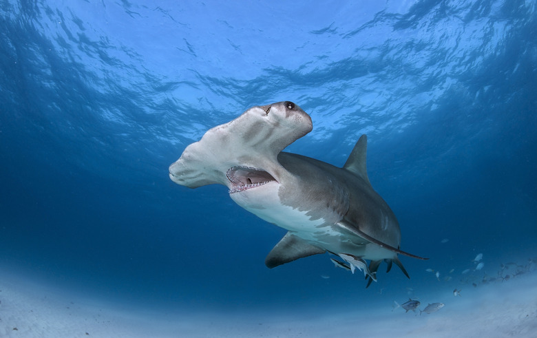 <h3>The Life Cycle of a Hammerhead Shark</h3>