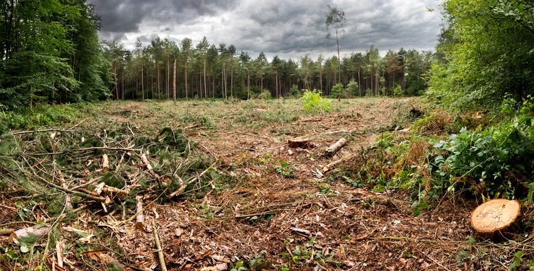 <h3>The Negative Impacts of Deforestation</h3> <br /><h4>Sciencing</h4>