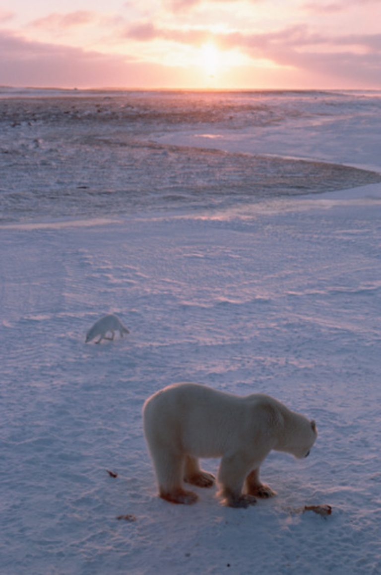<h3>Tundra Biomes and Their Abiotic Factors</h3><br />