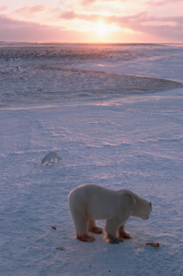 <h3>Tundra Biomes and Their Abiotic Factors</h3><br />