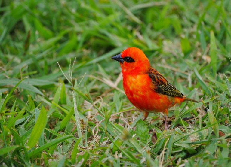 <h3>Predators of the Cardinal Bird</h3>