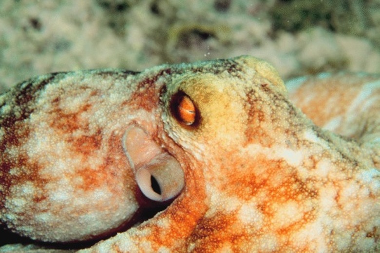 <h3>Understanding the Nature of an Octopus</h3>