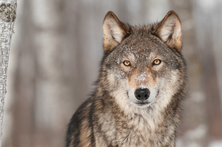 <h3>Exploring the Olfactory Abilities of Wolves</h3><br />