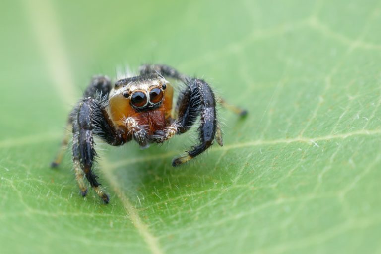 <h3>Types of Spiders: Black with White Dots</h3>