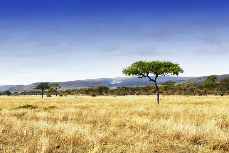 <h3>Biotic Components of the Grassland Biome</h3>