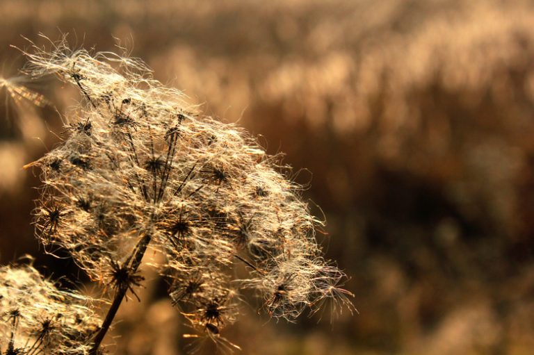 <h3>Marsh Ecosystems: Flora and Fauna</h3>