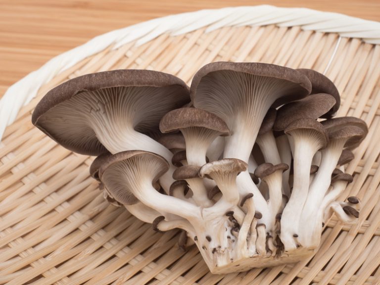 <h3>Varieties of Edible Mushrooms Found in Texas</h3>