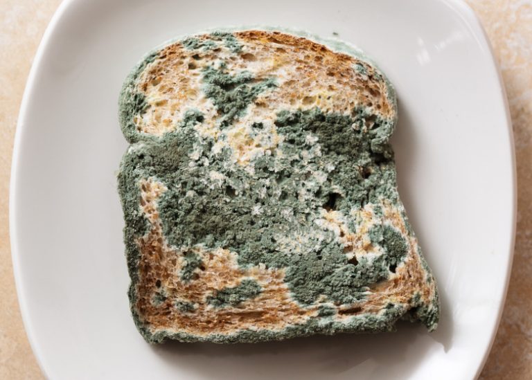 <h3>Does Mold Thrive More in Light or Darkness?</h3>