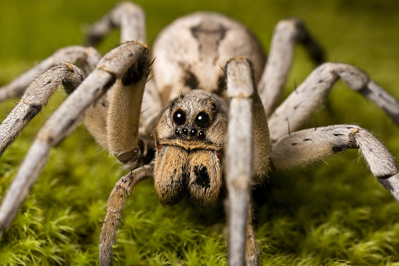 <h3>The Largest Spiders Found in Virginia</h3>