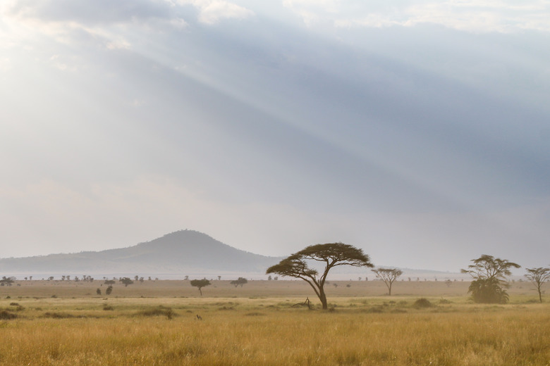 <h3>Understanding Trophic Levels in the Savanna</h3>