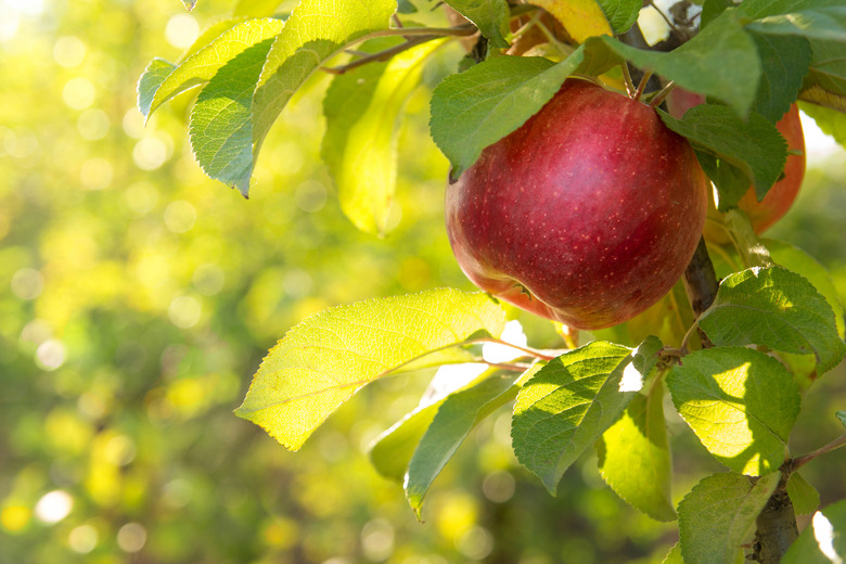 <h3>Identifying Apple Tree Leaves</h3> <br /><h4>Sciencing</h4>