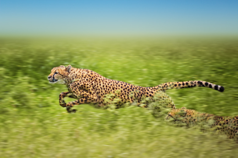 <h3>Features of the Cheetah</h3> <br /><h4>Exploring the Unique Traits of the World's Fastest Land Animal</h4>