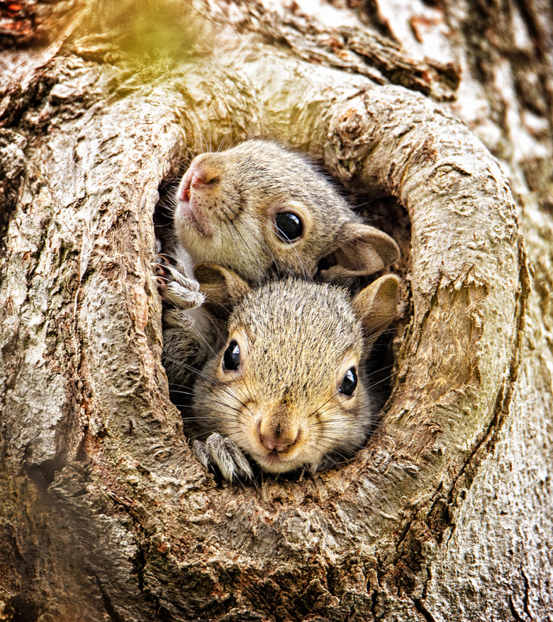 <h3>Duration of Nursing in Squirrels</h3>