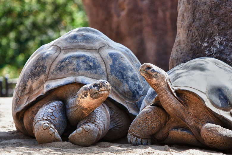 <h3>The Ecosystem of Turtles</h3><br /><h4>Sciencing</h4><br />