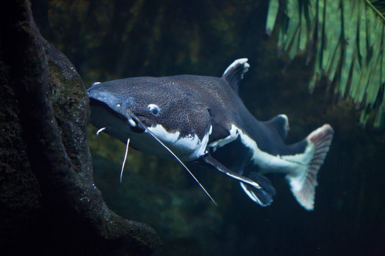 <h3>Understanding Catfish Reproduction</h3>