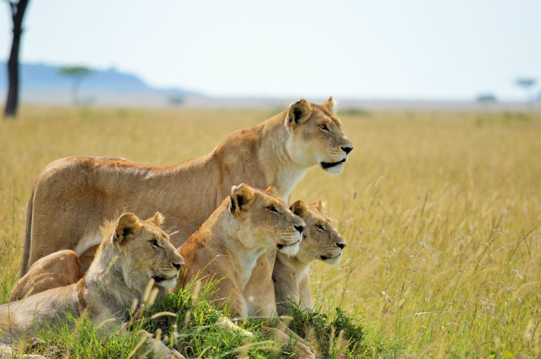 <h3>Comparing Male and Female Lions</h3>