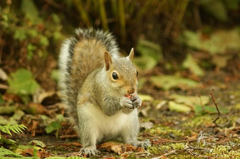 <h3>Squirrel Life Cycles</h3> <br /><h4>Sciencing</h4>