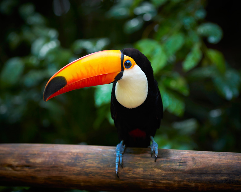 <h3>What Adaptations Allow Toco Toucans to Thrive?</h3>