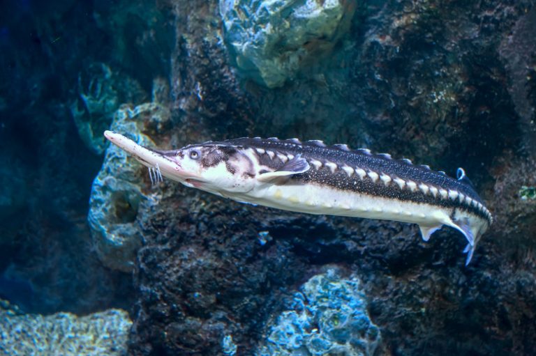 <h3>Understanding the Diet of Sturgeon Fish</h3>