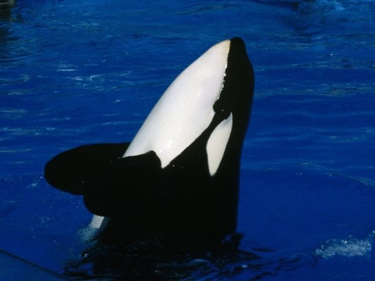 <h3>Do Whales Consume Penguins?</h3> <br /><h4>Sciencing</h4>