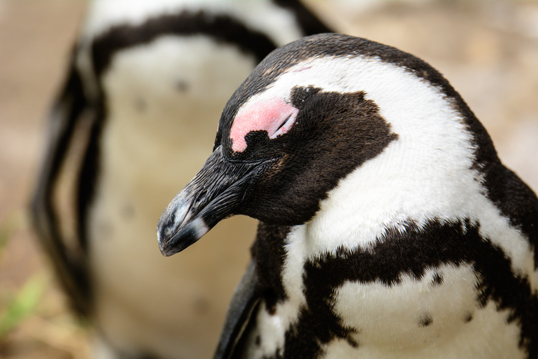 <h3>Exploring the Sleep Habits of Penguins</h3>