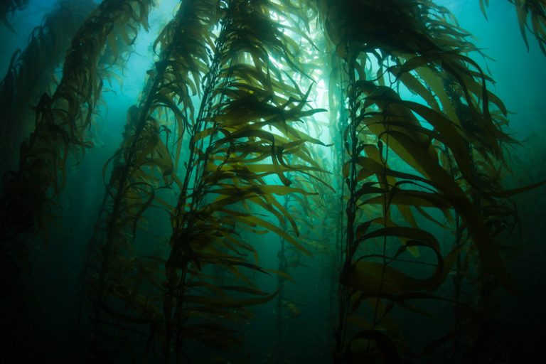 <h3>Marine Flora in the Sunlit Zone</h3><br />
