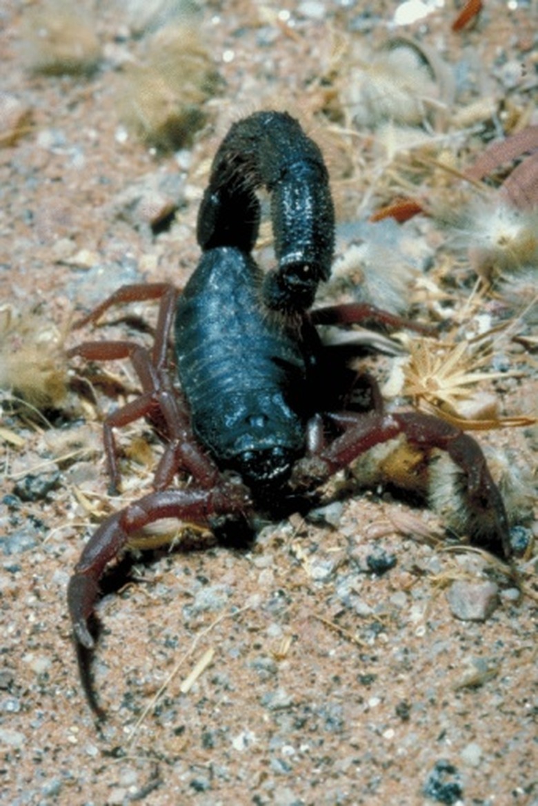 <h3>New Scorpion Species Discovered in Tennessee</h3>