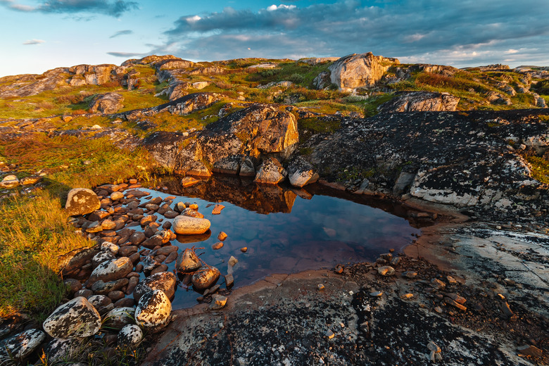 <h3>Adaptations of Plants in Tundra Ecosystems</h3>