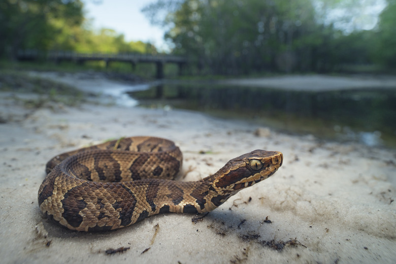 <h3>Identifying a Water Moccasin</h3>