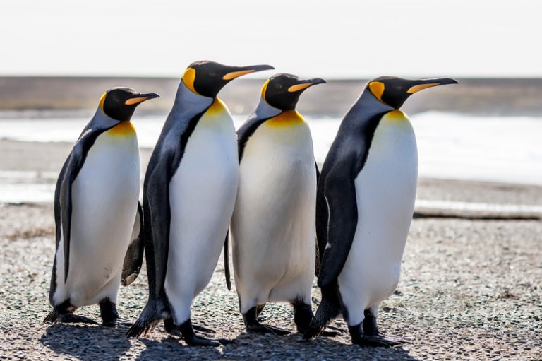 <h3>How Penguins Defend Themselves Against Predators</h3>