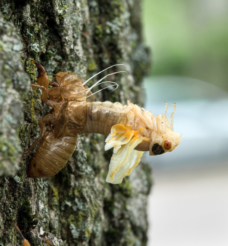 <h3>Identifying Bugs That Shed Their Skins</h3>