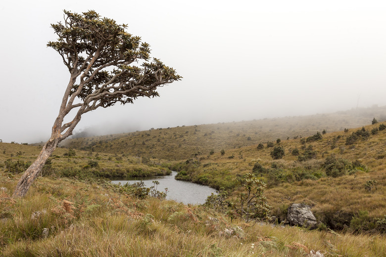 <h3>Abiotic Factors Influencing Temperate Grasslands</h3><br />