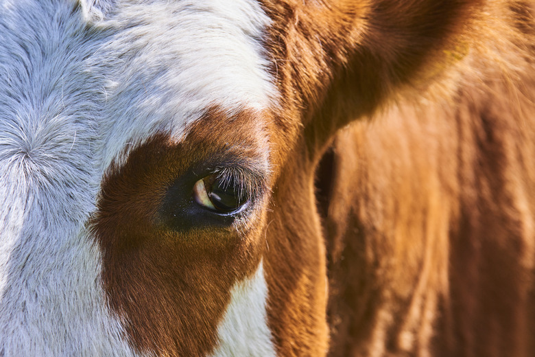 <h3>Comparing Cow Eyes and Human Eyes: Key Differences</h3>