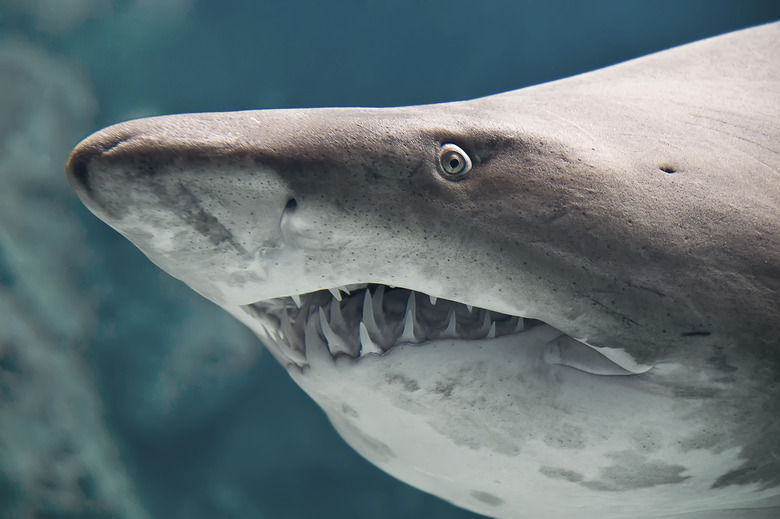 <h3>Types of Sharks Found in Myrtle Beach, South Carolina</h3>