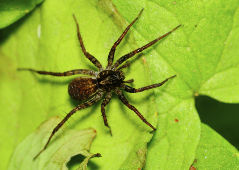 <h3>Varieties of Spiders Found in Michigan's Upper Peninsula</h3>