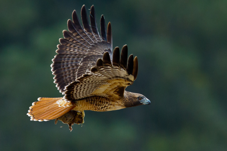 <h3>The Life Cycle Of The Red-Tailed Hawk</h3>