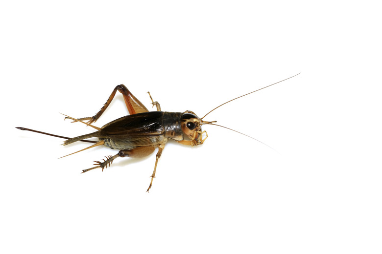 <h3>Identifying Male and Female Crickets</h3>