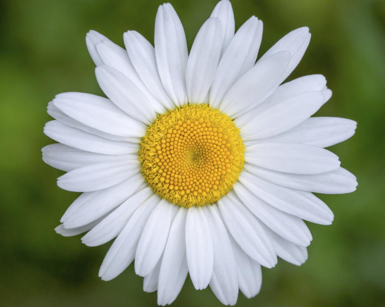 <h3>Components of a Daisy Flower</h3>