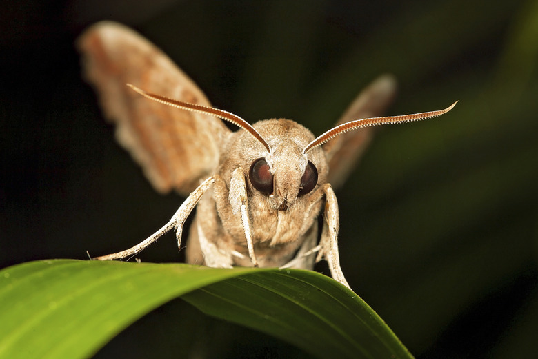 <h3>Guide to Nocturnal Flying Insects</h3>