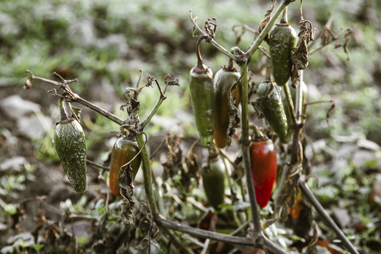 <h3>The Concept of Necrosis in Plants</h3>