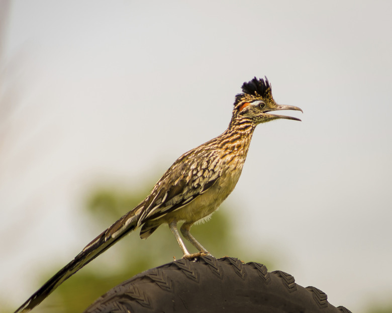 <h3>Are Male and Female Roadrunners Different?</h3>