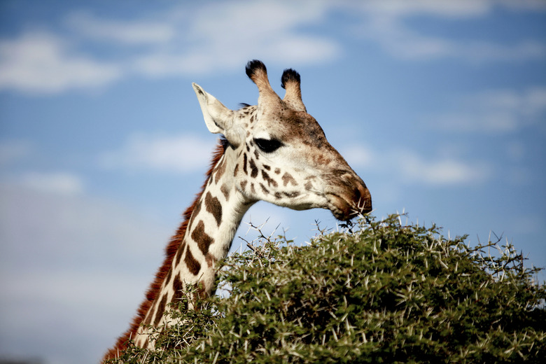 <h3>Understanding the Diet of Giraffes</h3>