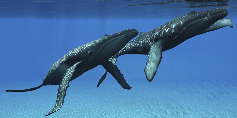 <h3>Understanding Whale Mating Behavior</h3>