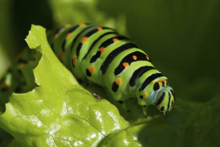 <h3>Identifying the Gender of a Caterpillar</h3>