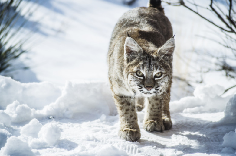 <h3>Bobcat Species in Pennsylvania</h3>