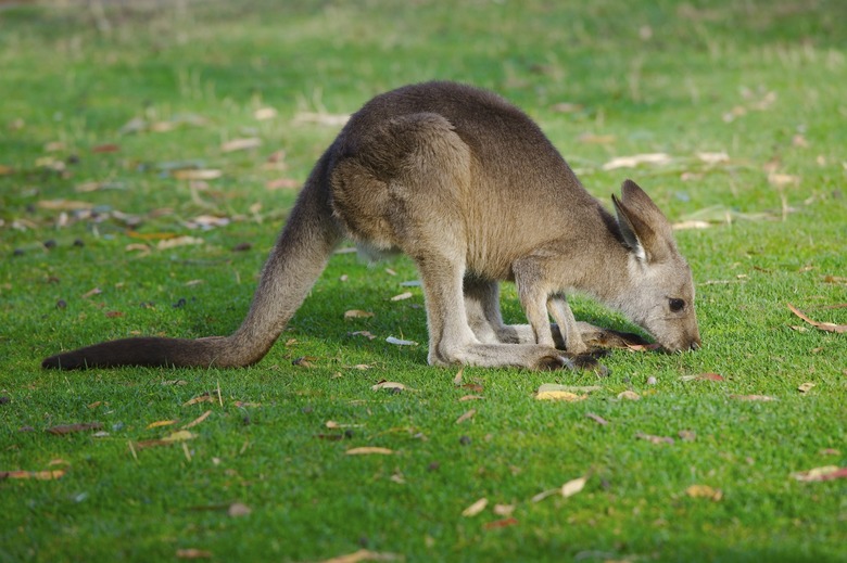 <h3>The Digestive System of a Kangaroo</h3>